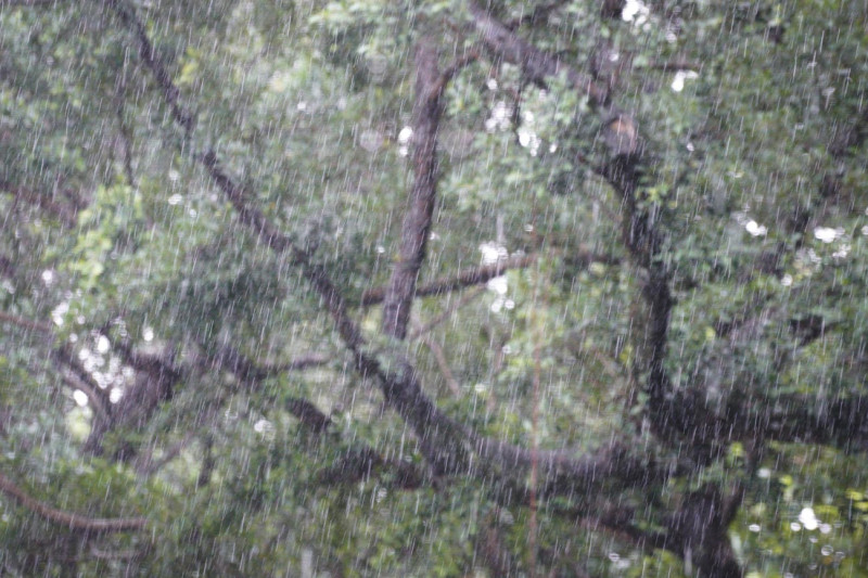 台北市區上午下起久違的大雨。   圖：張良一/攝