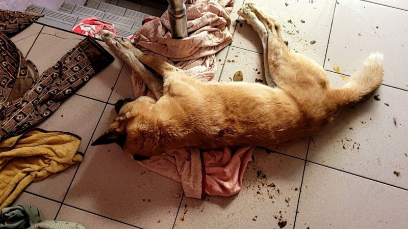 受害犬隻死亡照。   圖：新北市動保處提供