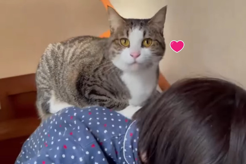日本一名小貓奴下樓時，竟然揹著貓咪下樓   圖／twitter @nekohinoki