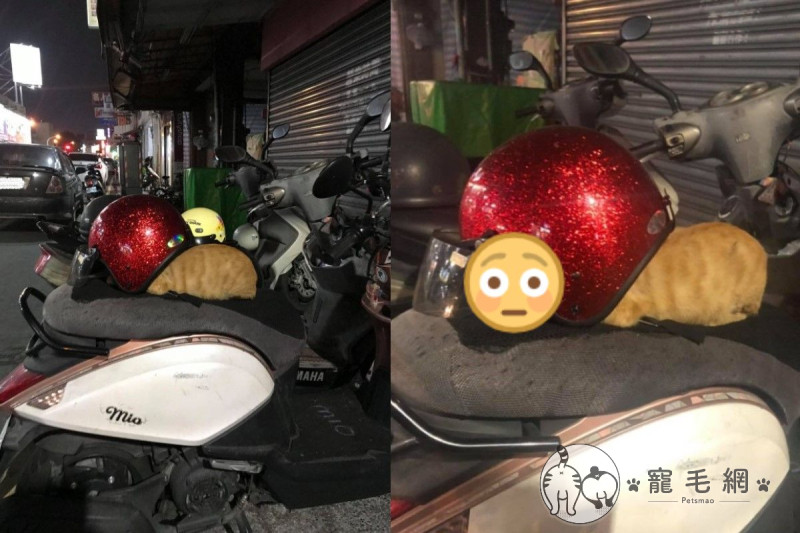 網友王小姐日前下班時，發現一隻浪橘鑽進別人機車上的安全帽裡   圖／網友王權權授權提供