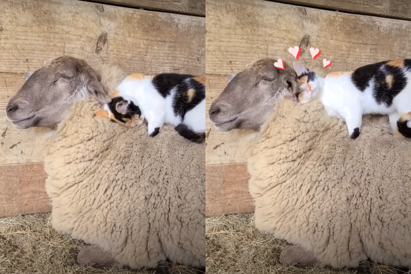 三花貓爽蹭「天然純羊毛」，踏完還整顆頭埋進去，看起來超幸福！   圖／Youtube＠ ViralHog