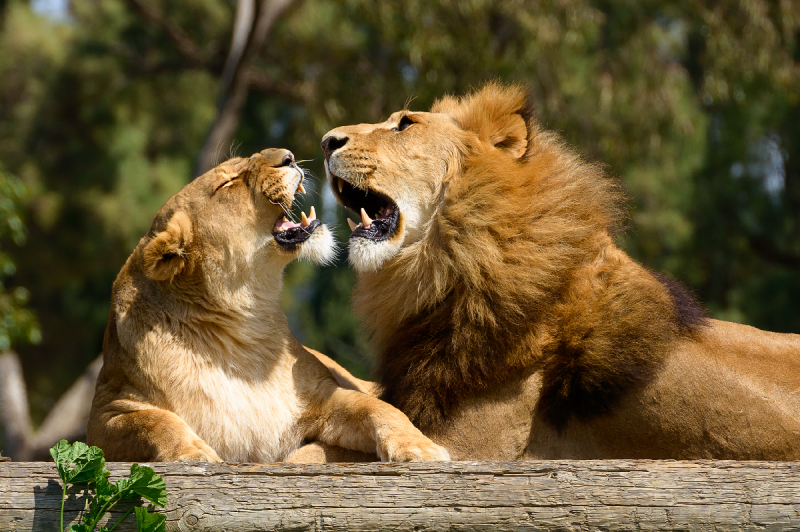 印度有8頭獅子確診新冠肺炎，動物園緊急停止對外開放。   圖／Shutterstock