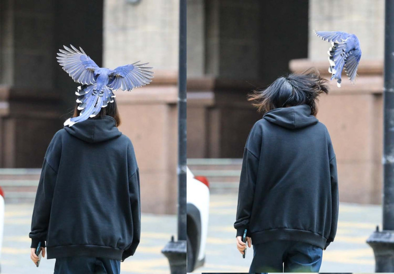 國寶鳥類台灣藍鵲近來出現在文化大學校內的狀況頻繁。   圖王翔郁教授攝/文化大學官方臉書