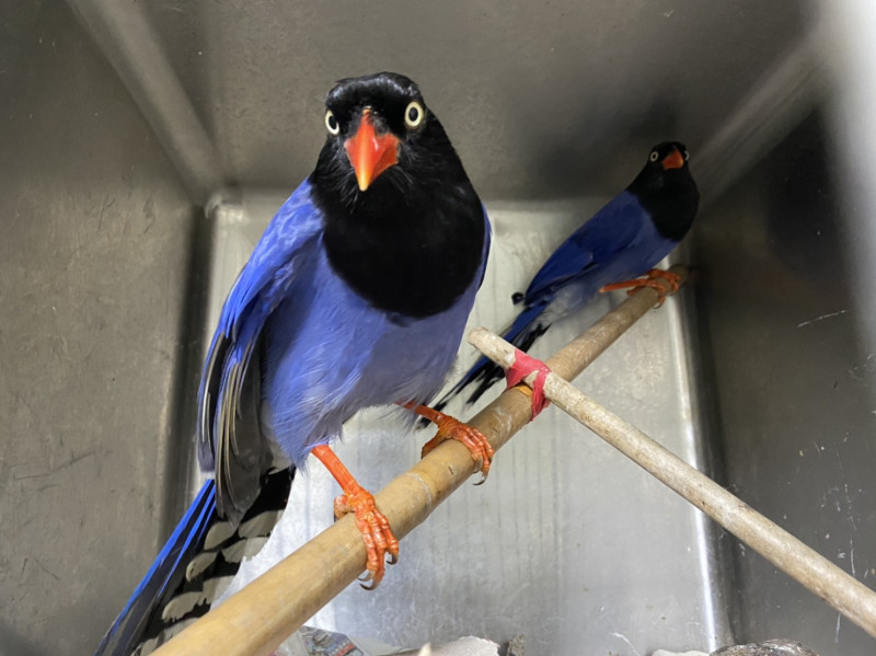 台灣藍鵲有領域性。   圖：新北市動保處提供