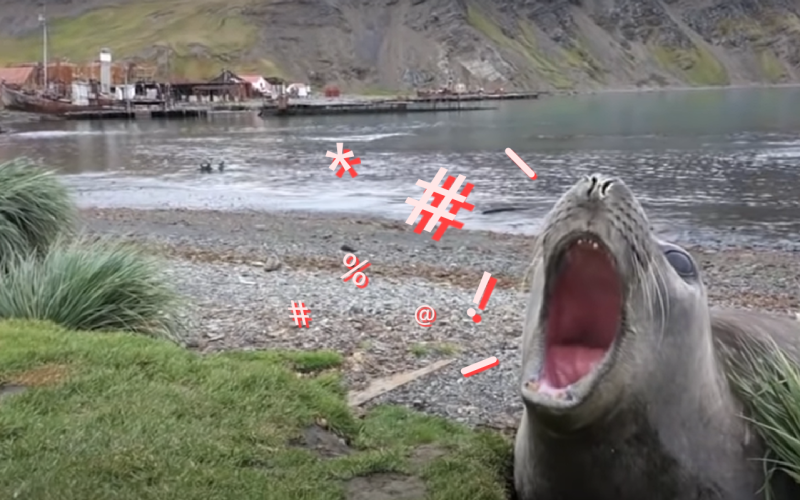 象鼻海豹大叫具威嚇意義，但是實際叫聲卻像水槽堵塞一樣，非常有趣！   圖／Youtube＠ Ousland Polar Explorations