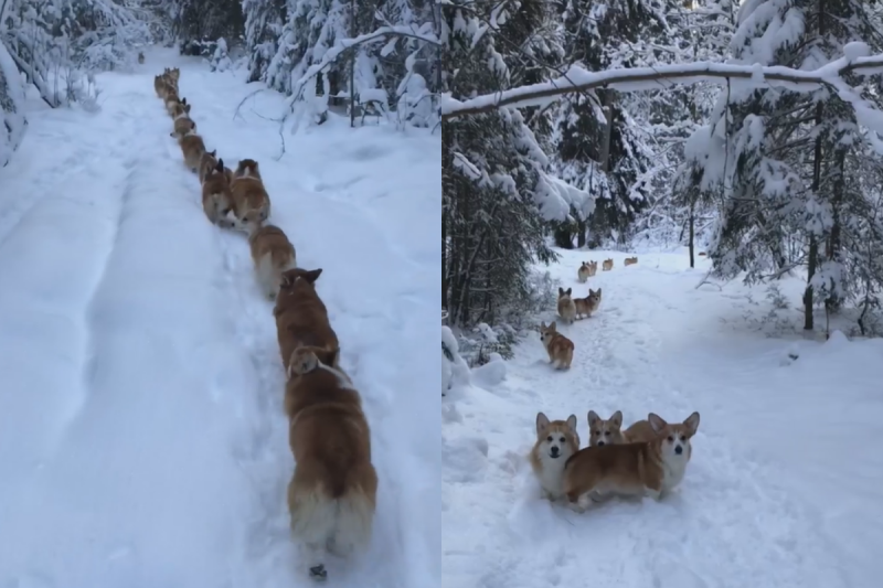 雪地裡出現一長串橘黃色的柯基排列行走，就像一隊「柯基鏟雪車」。   圖／Facebook＠ Октябрина Рондик