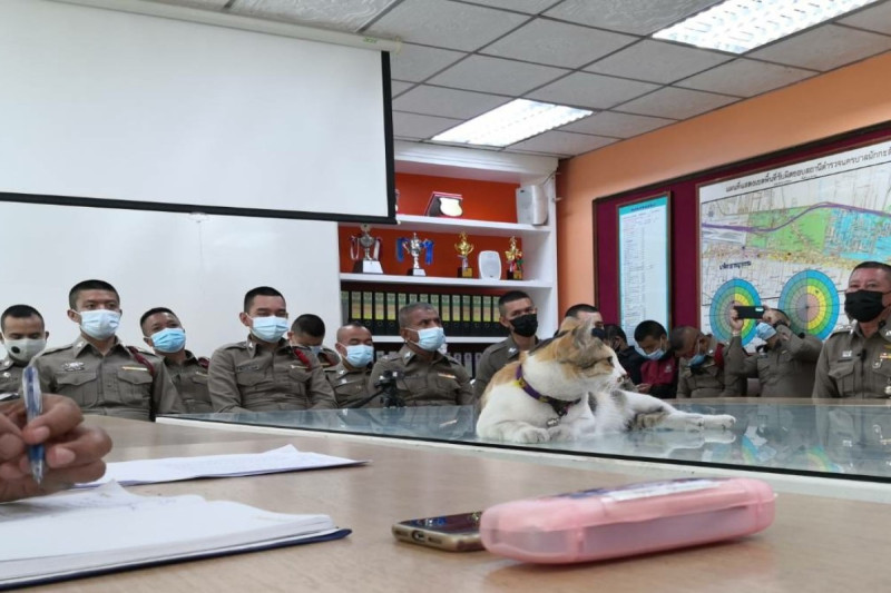 泰國馬卡山警察局的三花貓會大剌剌地躺在中間大桌上，彷彿是長官參加會議。   圖／FB @แมวโรงพัก