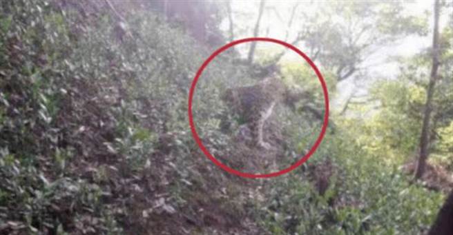 杭州從動物園脫逃的金錢豹在野外被尋獲。   圖 : 翻攝自微博