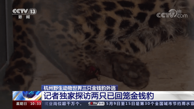 有民眾質疑被抓回的一隻金錢豹慘遭斷掌，所方表示是因為夜間拍攝角度的問題。   圖 : 翻攝自CCTV