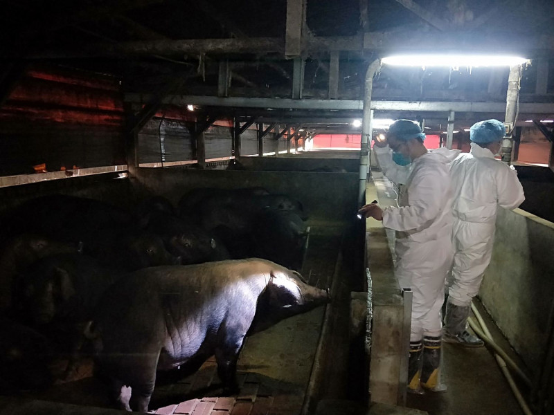 動保處進行豬場訪視檢查豬隻狀況。   圖：新北市動保處提供