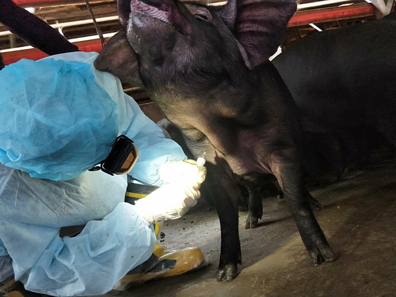 獸醫至豬場幫豬隻抽血採樣送檢。   圖：新北市動保處提供