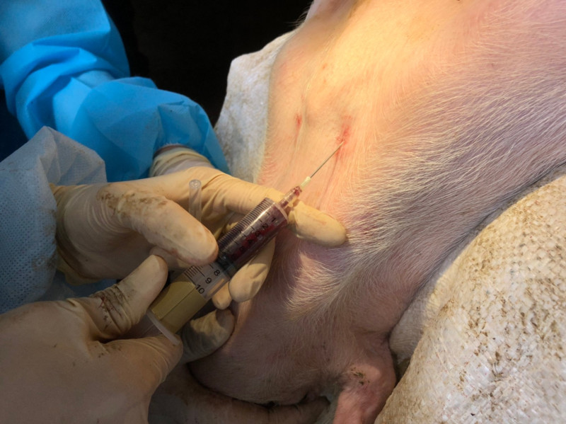獸醫進行豬隻採血監測疫病。   圖：新北市動保處提供