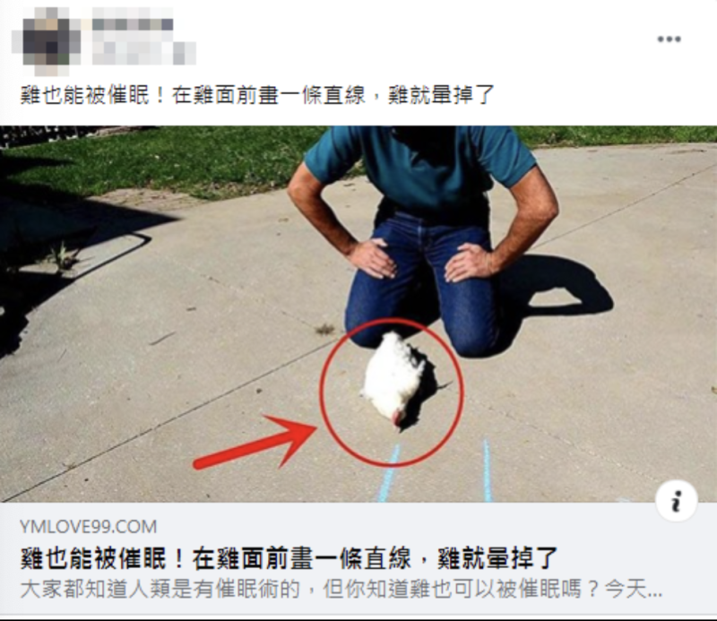 台灣事實查核中心（TFC）今天指出，「在雞面前畫線能催眠」為錯誤訊息。   圖：翻攝自TFC