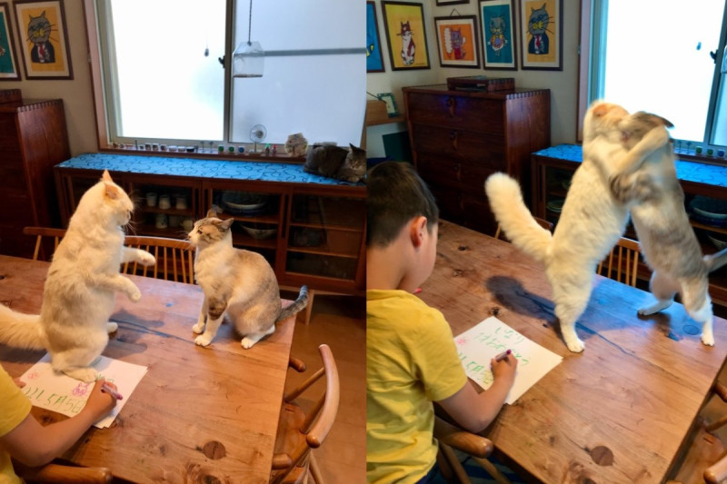 兩隻貓在桌上大打出手，一旁的兒子卻無動於衷。   圖／twitter @omochi_nam01