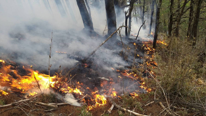 嘉義縣玉山國家公園內16日發生森林火警，救災人員全力搶救。   圖：嘉義林管處/提供
