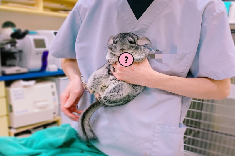 日本一隻龍貓日前到醫院做檢查時，因為很緊張而做出一可愛動作。   圖／twitter ＠sumochinchilla
