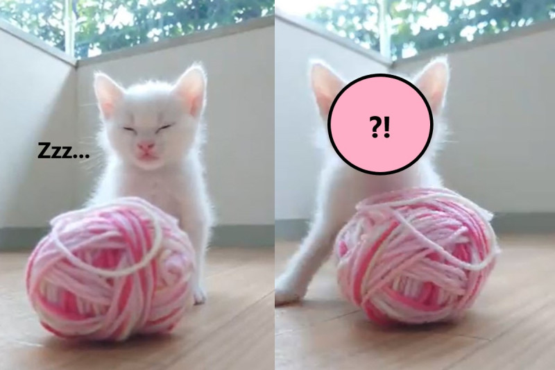 小貓原本在玩一團毛線球，卻突然體力不支「斷電」，開始打瞌睡，模樣可愛。   圖／twitter @photobyRstyle