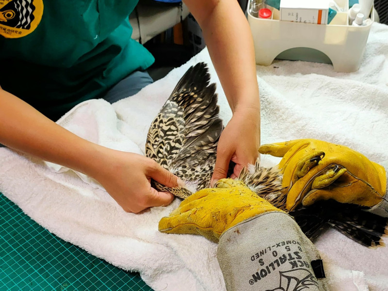 今年4月28日遊隼幼鳥落巢，由猛禽研究會王齡敏醫師協助檢傷。   圖：新北市動保處提供