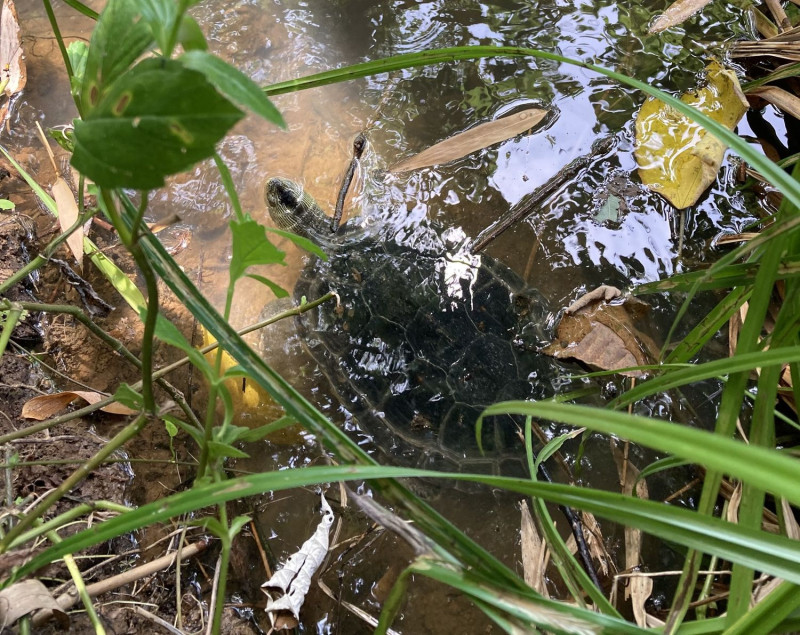 動保處救援的斑龜，經尋覓合適棲地後野放。   圖：新北市動保處提供