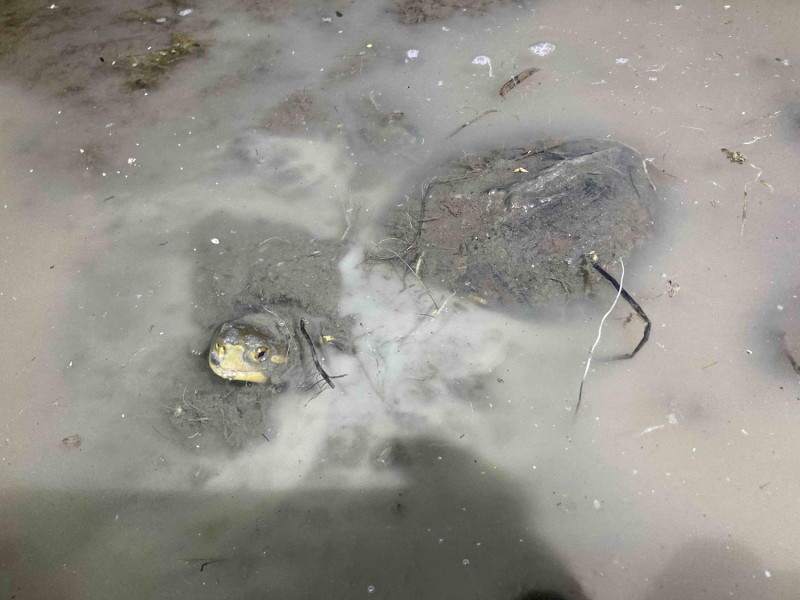 原生環境中的野生柴棺龜。   圖：新北市動保處提供