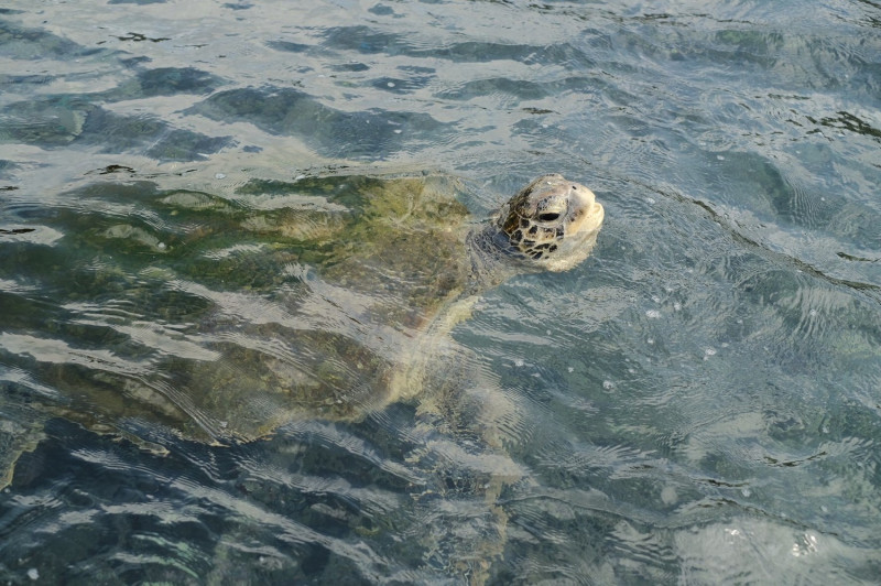 漁民受困九孔池的綠蠵龜，目視無明顯大礙，經海水漲潮後自行脫困。   圖：新北市動保處提供