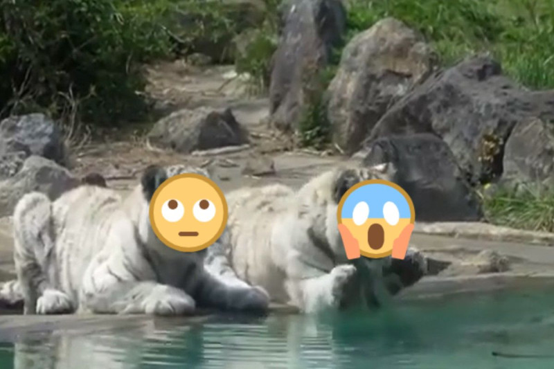 日本伊豆動物園兩隻小白虎趴在水池邊拍水怒吼，原來是玩具掉進水裡啦！   圖／twitter @rikunow