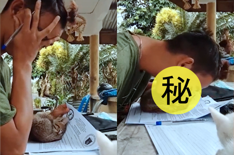 菲律賓一名男子正打算開始寫作業，卻不料遭到小貓咪的亂入干擾。   影／美聯社 AP+Newsflare授權
