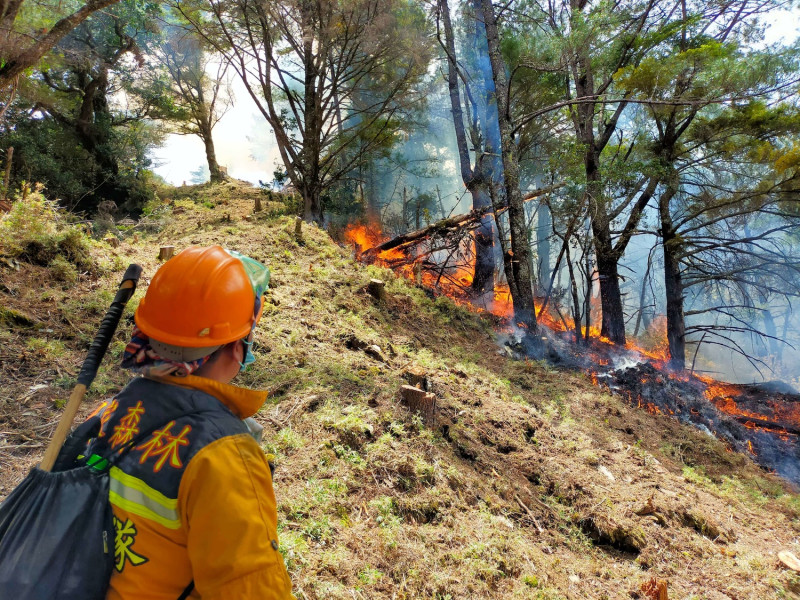 玉山森林大火延燒12日終於撲滅。   圖：林務局／提供