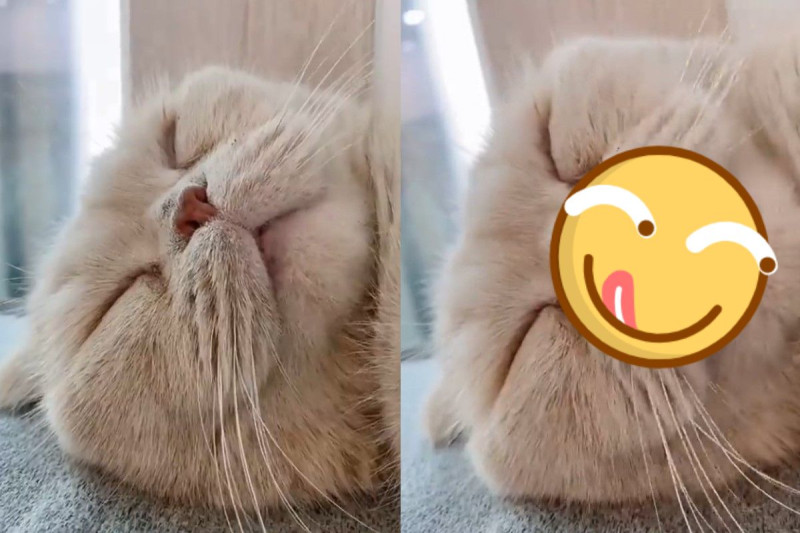 牠有個特殊習慣，就是會站起來討食物或是觀看四周。   圖／IG @ susan_kimm