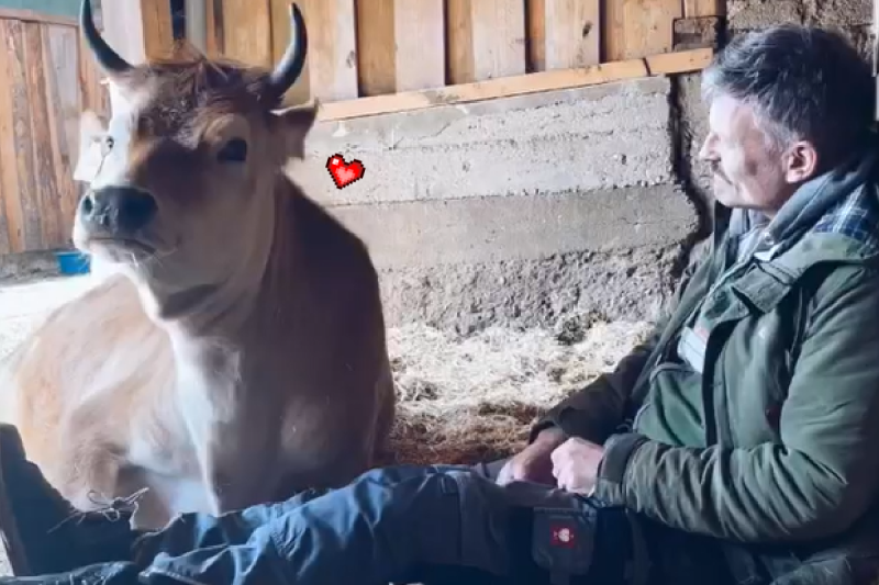 農場中的牛都超信任主人，對視幾秒後主動倒下討摸！   圖／Instagram＠ moustache_farmer