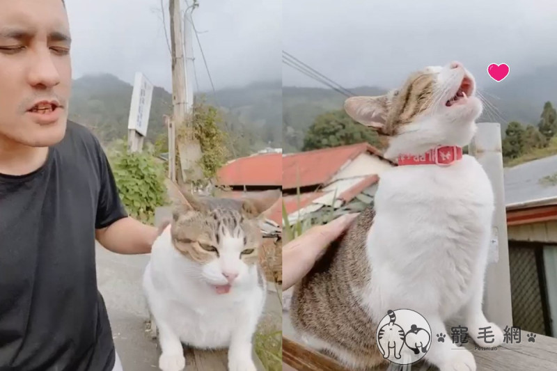 網友在阿里山遇見一隻會「和音」的親人貓咪！   圖／網友玄蒙授權提供