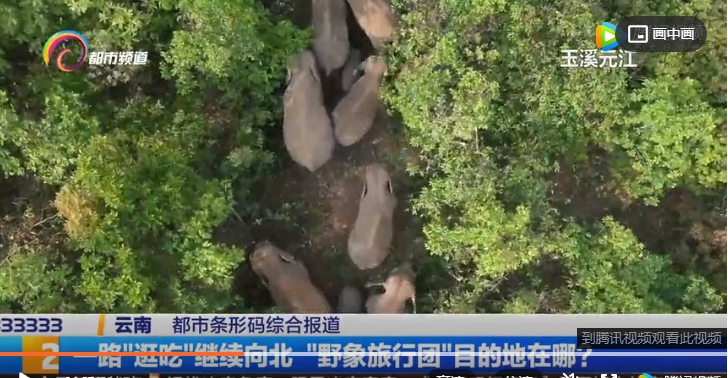 在雲南向北一路趴趴走的亞洲象群。   圖 : 翻攝自騰訊視頻