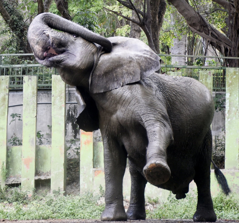 壽山動物園線上動物園直播大象阿里戲水療癒畫面。   圖：高市觀光局/提供