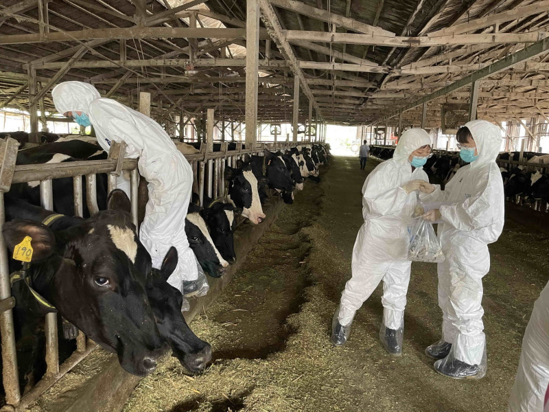 4月16日全市養牛場牛結節疹疫苗施打。   圖：新北市動保處提供