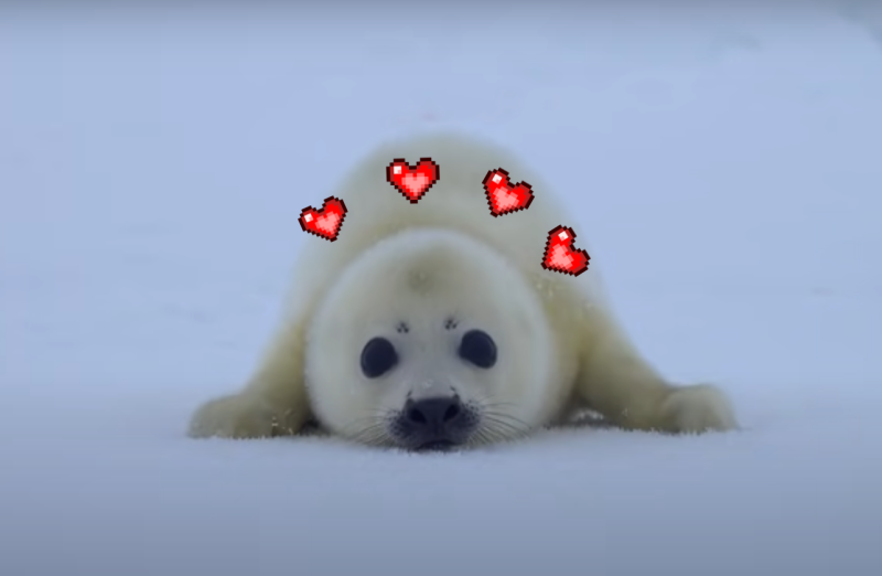 小海豹以為人類是媽媽，靠近後才知道認錯了！   圖／Youtube＠ Baby Harp Seal ch