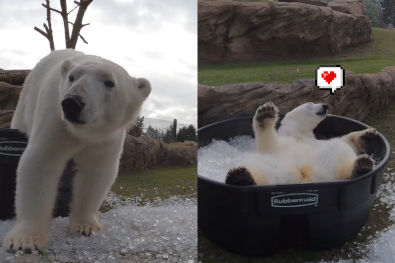 冰桶送到白熊居住的地方後，牠迫不及待地跳進去用背部磨蹭冰塊，看起來非常開心！   圖／Instagram＠ oregonzoo