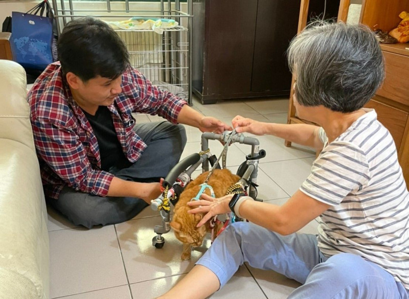 社區貓小黃使用水管輪椅輔具。    圖：新北市動保處提供
