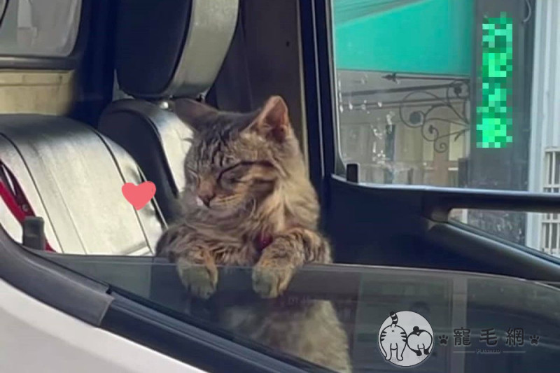 網友吳小姐日前在超商門口，看見一隻貓咪趴在車窗上等飼主送貨。   圖／網友吳小姐授權提供