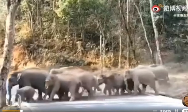 中國雲南省15頭亞洲象昨(3)日晚間，因不明因素進入省會昆明市。   圖：翻攝自微博帳號「雲南發布」