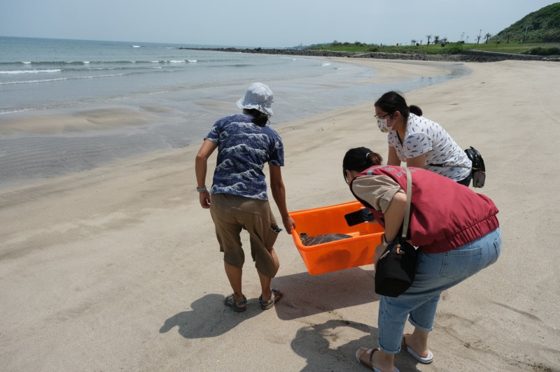 動保處與海洋大學合力搬運綠蠵龜至沙灘。    圖：新北市動保處提供