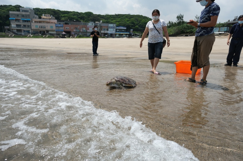綠蠵龜緩慢爬行回歸大海。    圖：新北市動保處提供