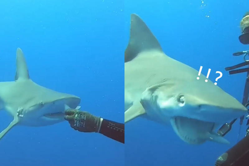 鯊魚竟讓肉塊從嘴巴流走兩次！   圖／Instagram@ jschellenbergphoto
