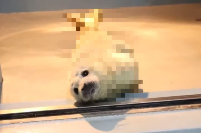日本一隻海豹寶寶的模樣意外像極了「炸蝦天婦羅」！   圖／twitter @non_hoi_park