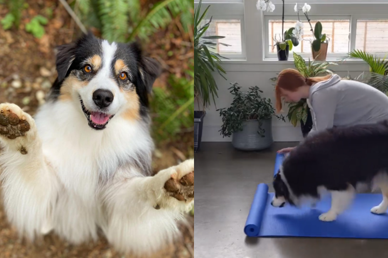 澳洲牧羊犬與女主人在家一起做瑜珈！   圖／Instagram＠ my_aussie_gal