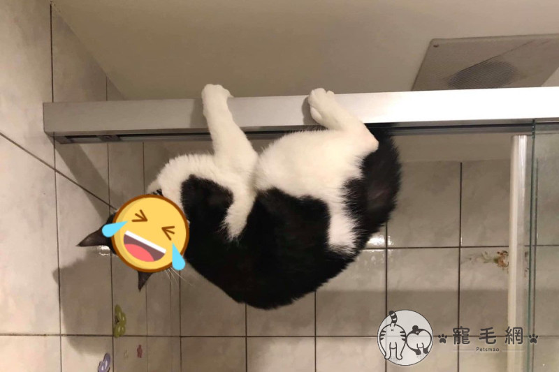 網友Emma Yeh家的賓士貓「チマキChimaki」日前在浴室當「蝙蝠俠」！   圖／網友Emma Yeh授權提供