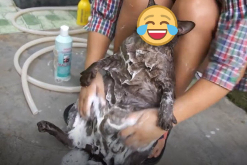 泰國一隻黑貓竟然乖乖洗澡，任由奴才對牠「上搓下洗」！   圖／美聯社 AP／Jukin Media 授權