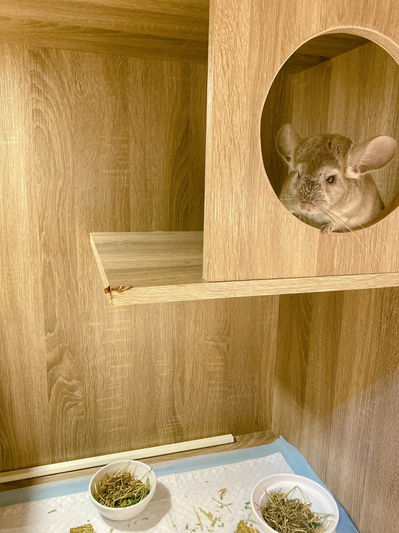 絲絨鼠俗稱「龍貓」是飼主心肝寶貝，在冷氣房舒適生活。   圖：新北市動保處提供