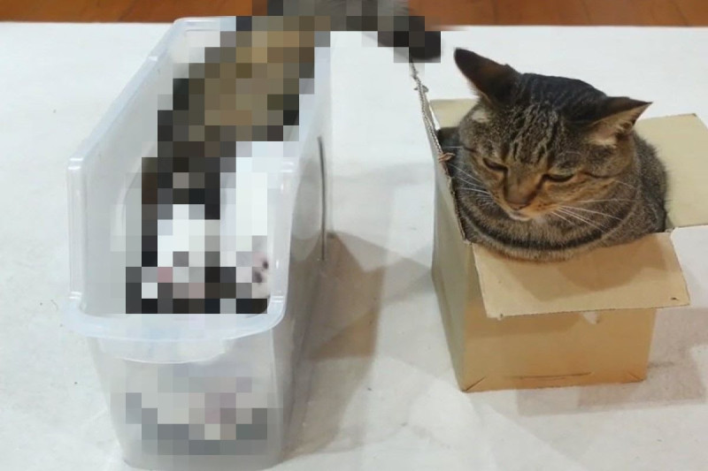 日本一隻貓咪以奇葩姿勢鑽入收納盒裡。   圖／twitter @maruhanamogu