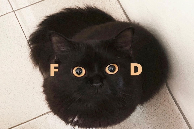 黑貓用明亮的雙眼盯著主人，眼神中透露出對「FOOD」的慾望。   圖／Instagram＠ xoxolunagirl