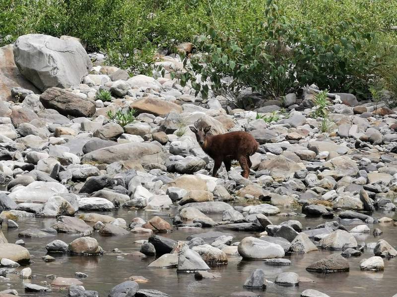 台灣野山羊出沒在七家灣溪喝水。   圖：雪霸國家公園管理處／提供